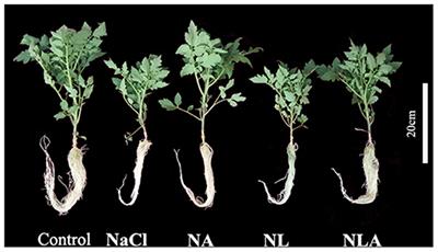 Ascorbic Acid-Induced Photosynthetic Adaptability of Processing Tomatoes to Salt Stress Probed by Fast OJIP Fluorescence Rise